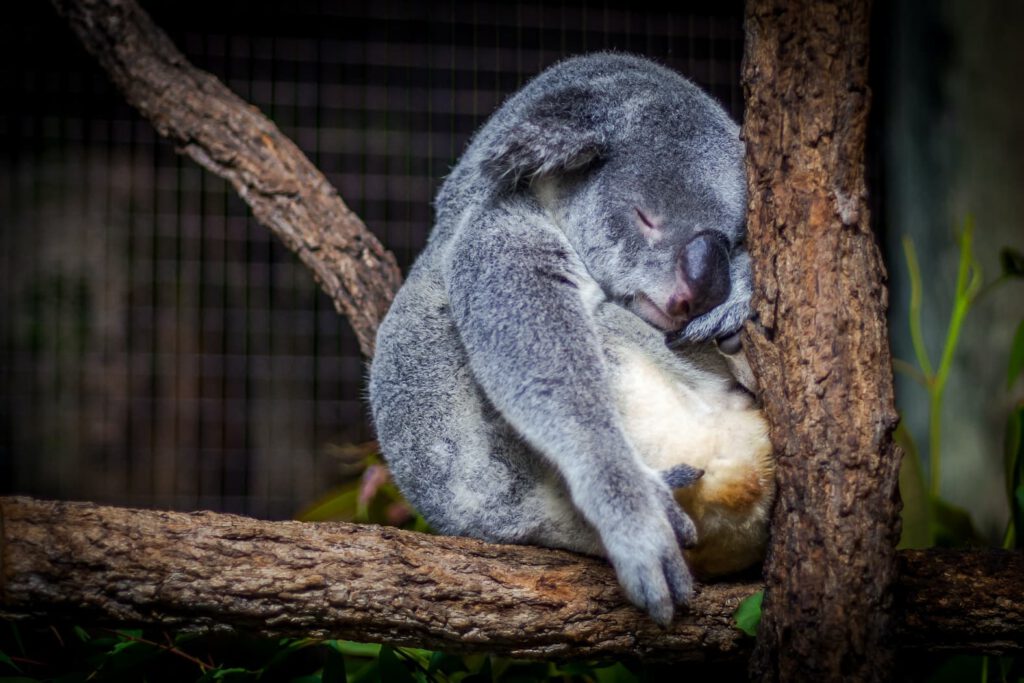 Schlafender Koala auf einem Ast, Symbol für Frühjahrsmüdigkeit und Entspannung